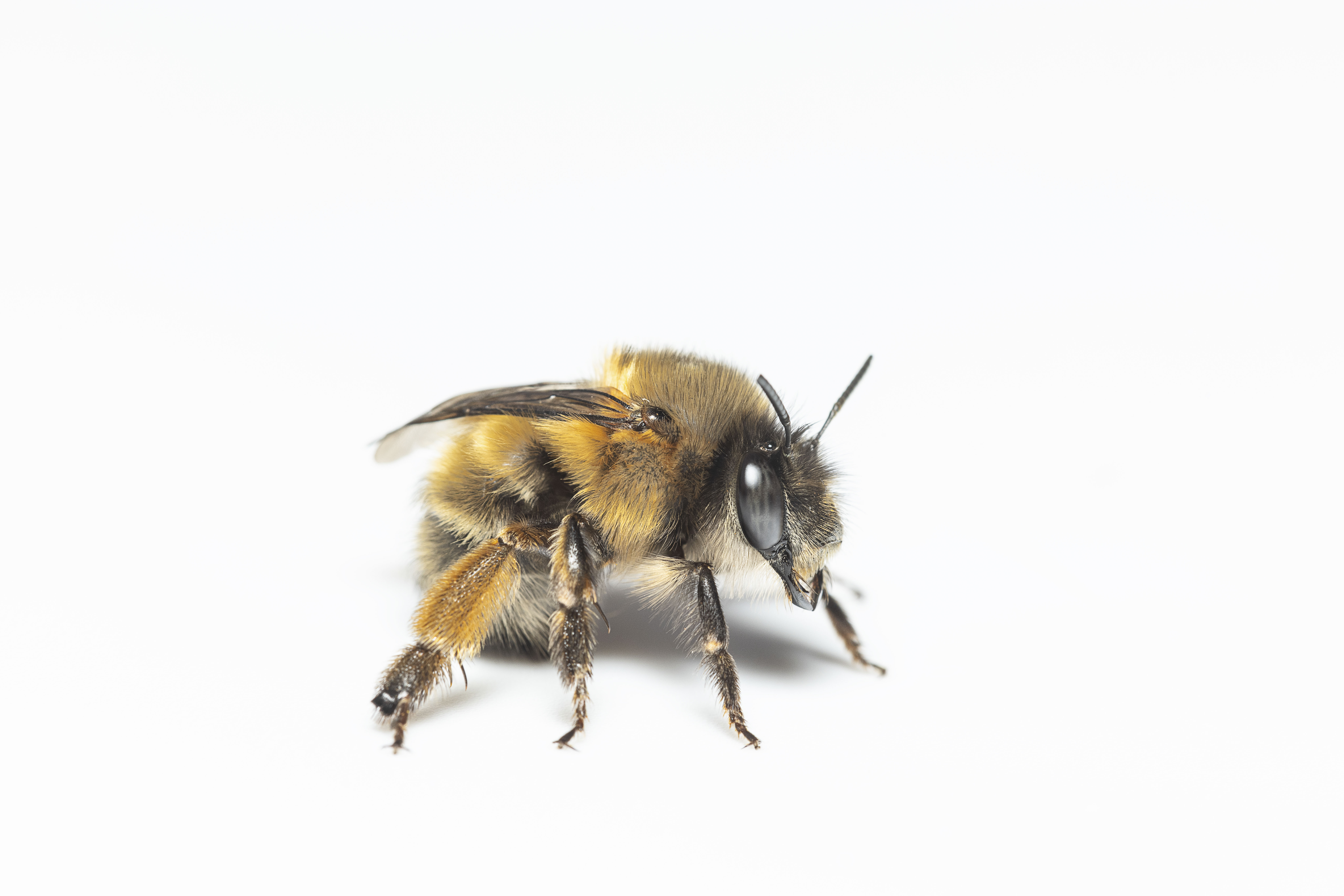 1-Anthophora plumips-Female-25042023-16-FL-AC