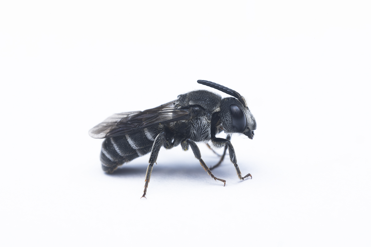 Agloapis tridentata-Female-05072024-32-L-AC