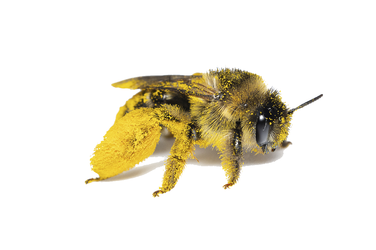Dasypoda hirtipes-Female-18072023-33-L-AC