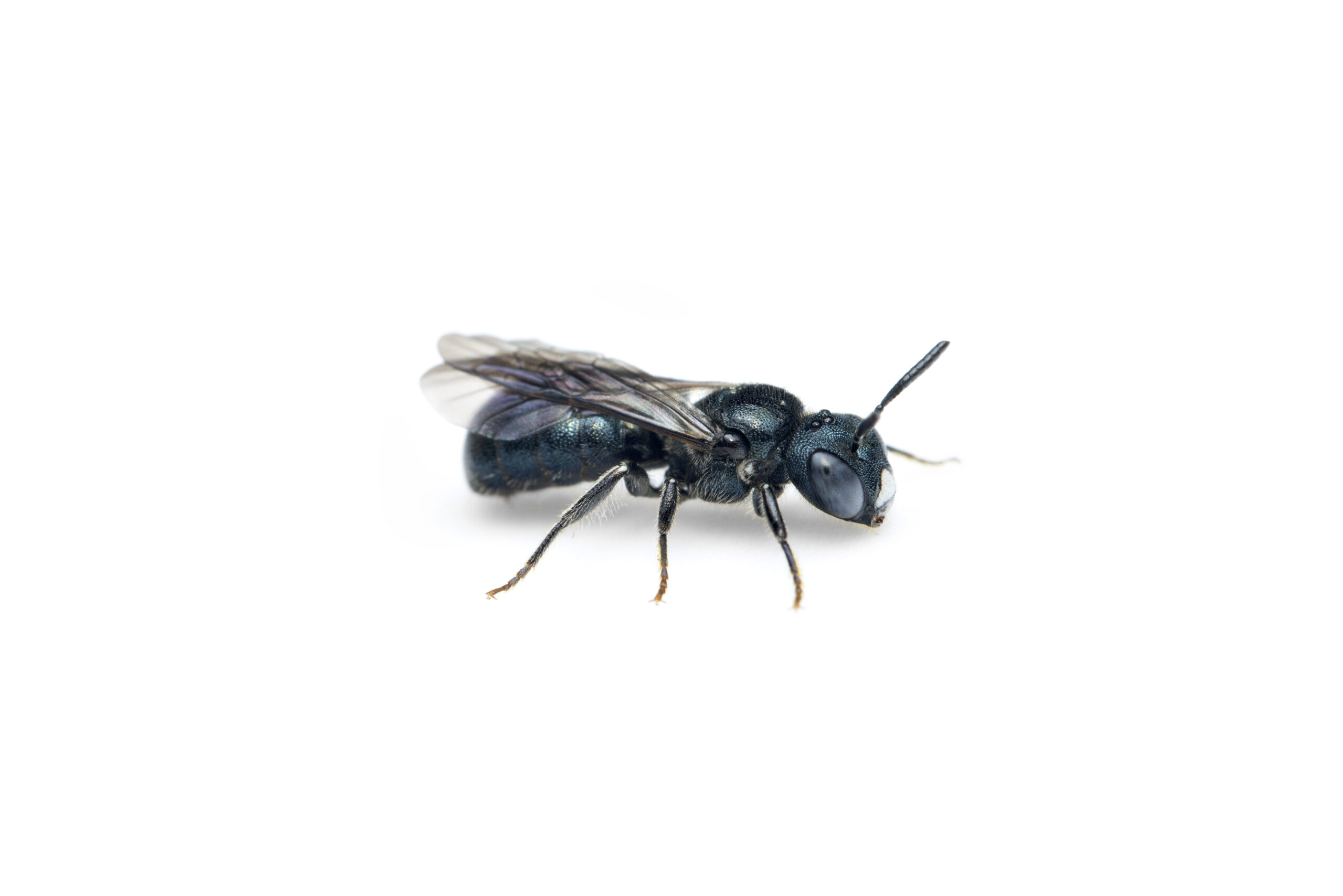 Ceratina_cyanea-Male-16082023-07-L-AC