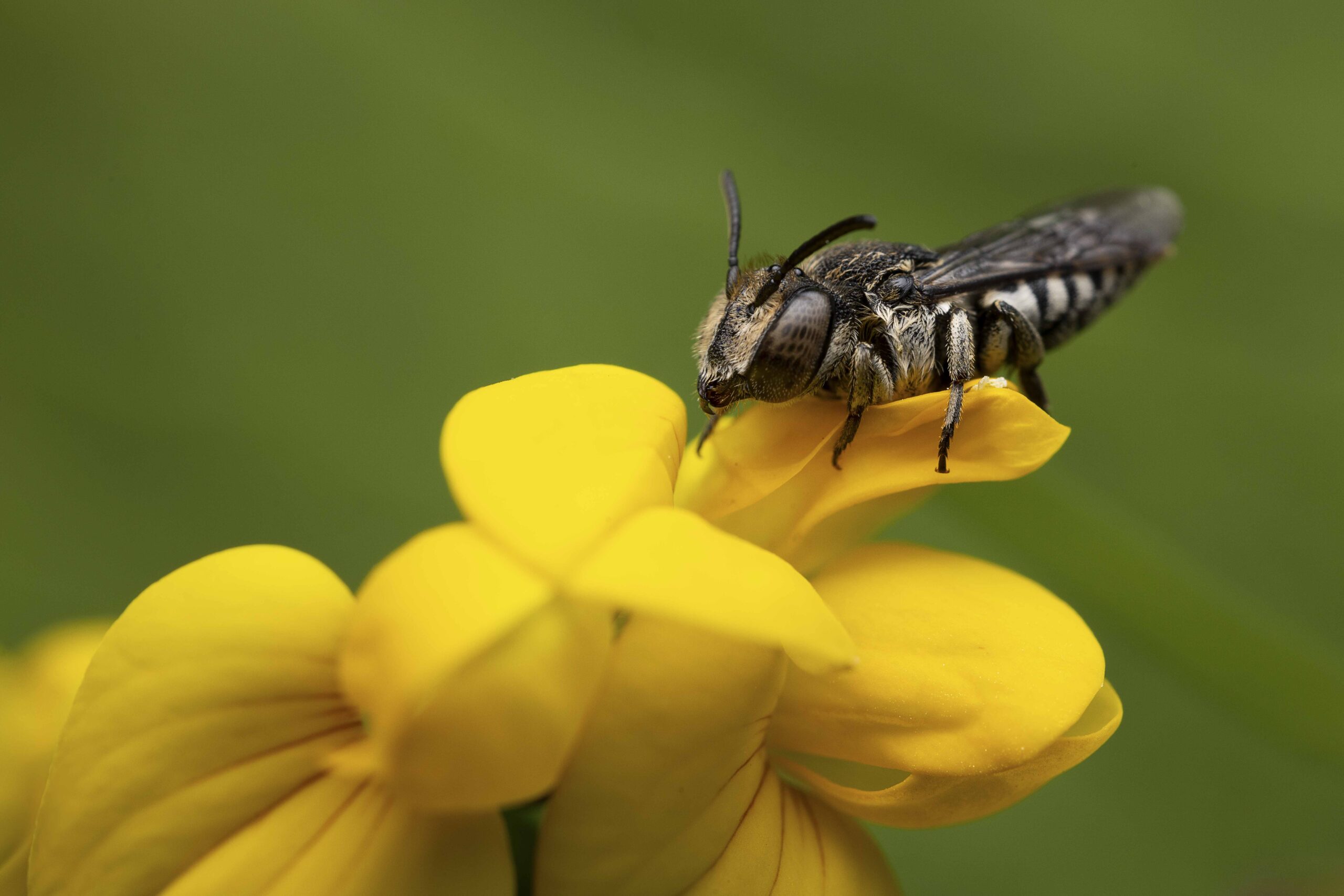 Coelioxys_sp.-10082024-Diekirch-Antonio