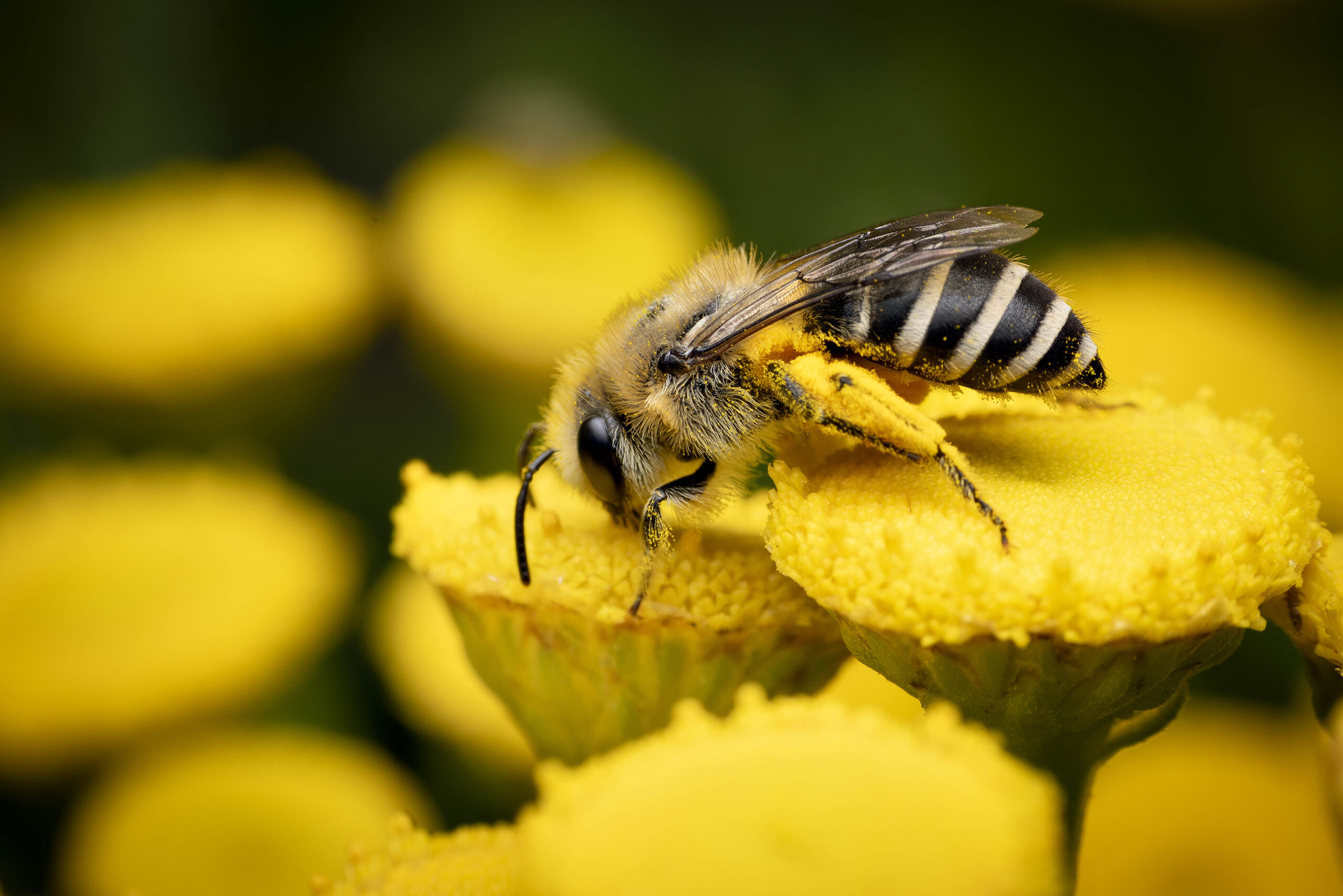 Colletes_sp-Natural-AC