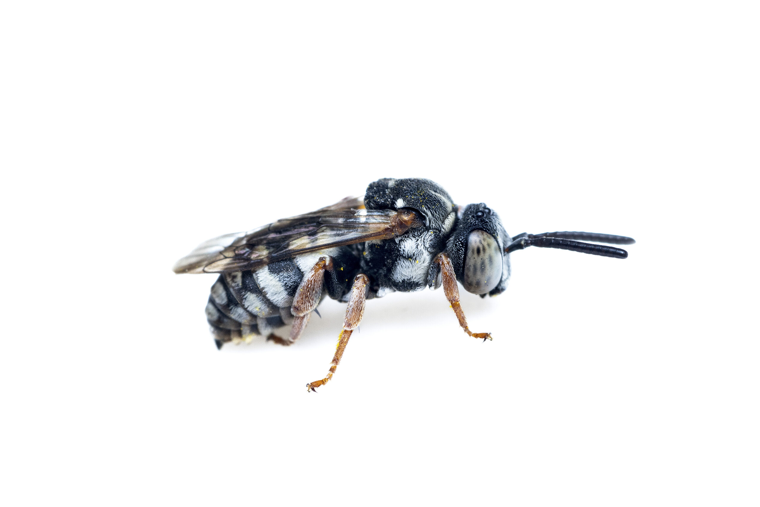 Epeolus_variegatus-Male-16082023-10-L-AC