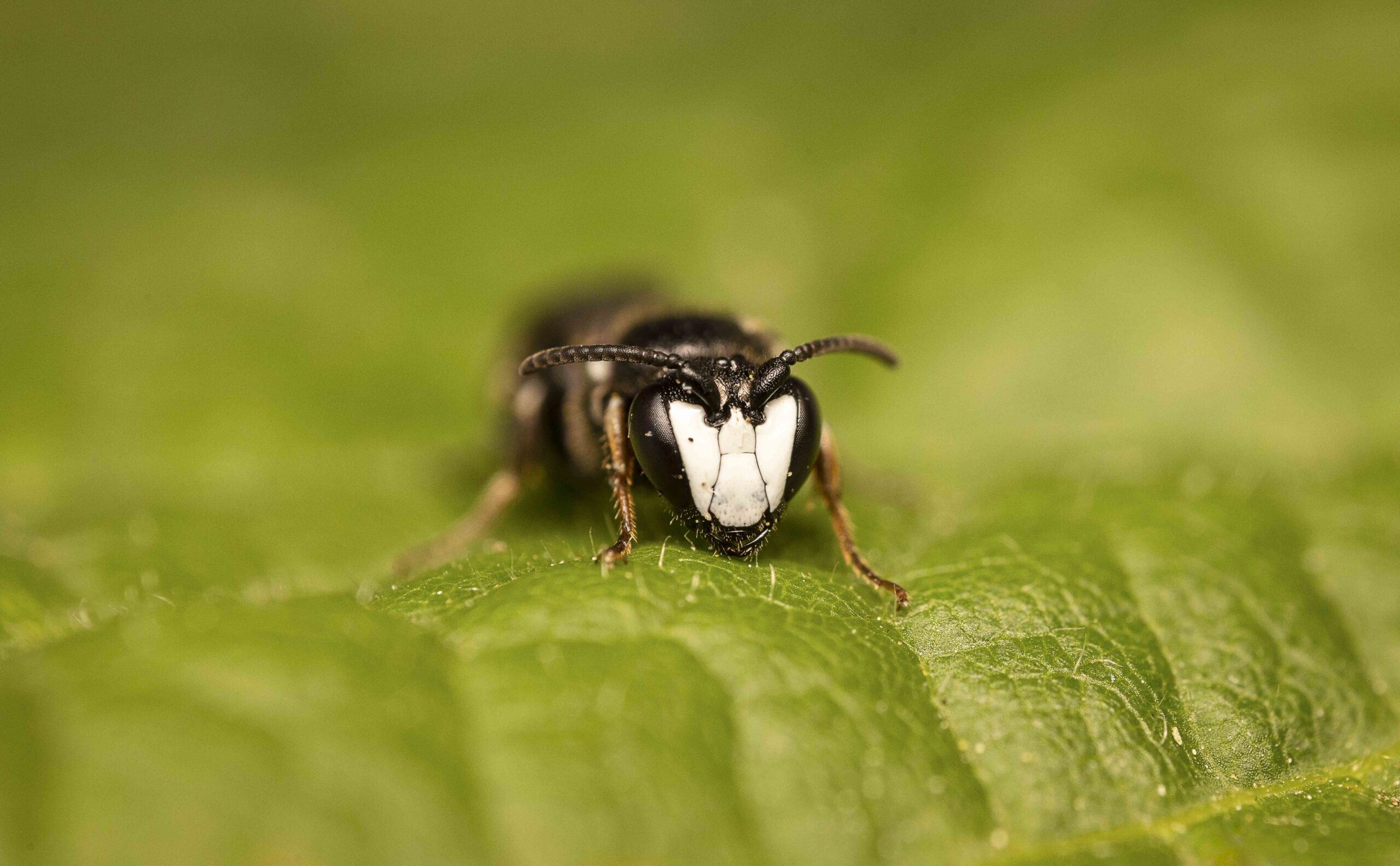 Hylaeus_nigritus-Male-15062023-19-F-AC