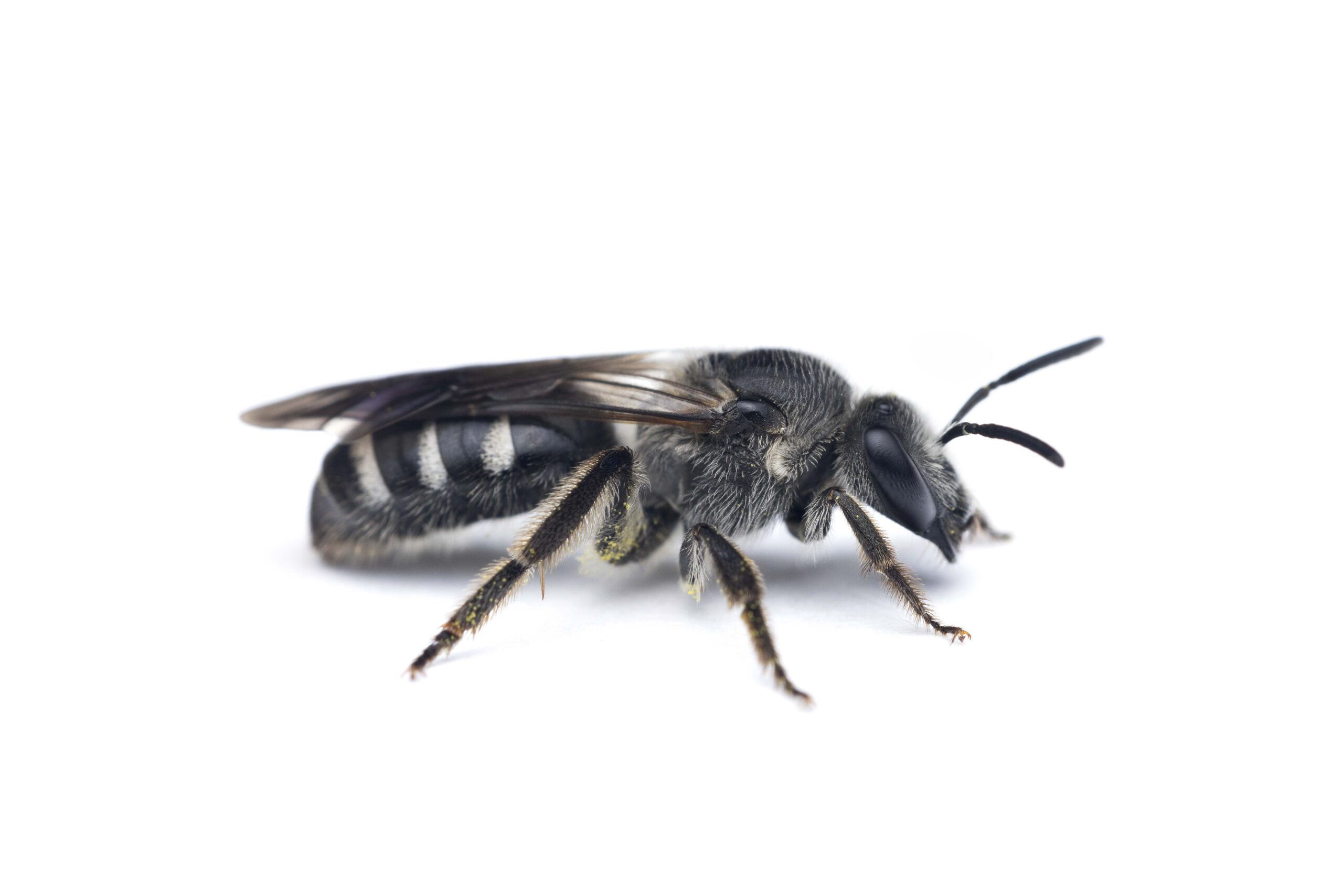 Lasioglossum_sexnotatum-Female-08052024-18-L2-AC