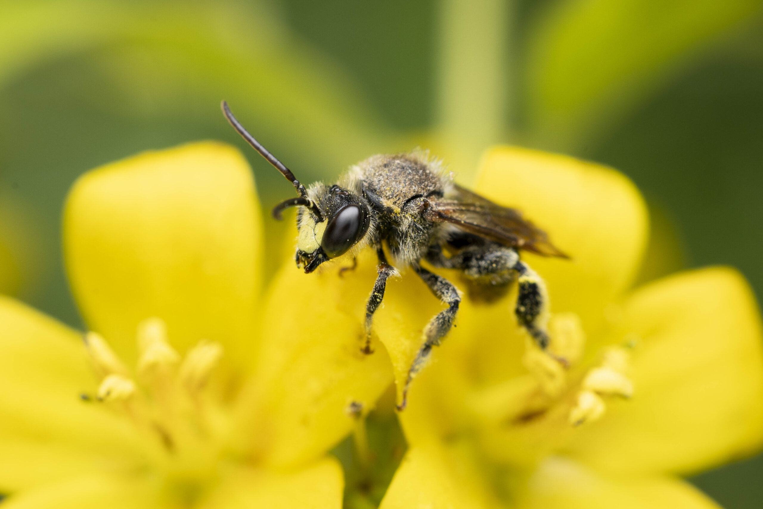 Macropis_sp-Nature-AC