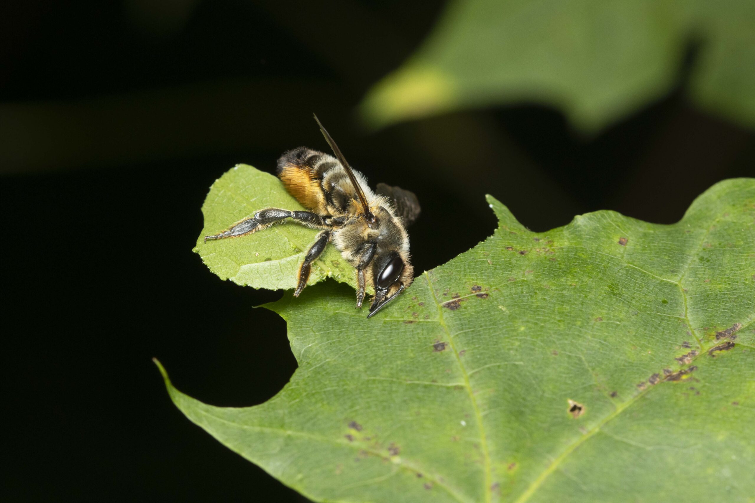 Megachile_sp.-Female-19072024-01-Naturalback-AH