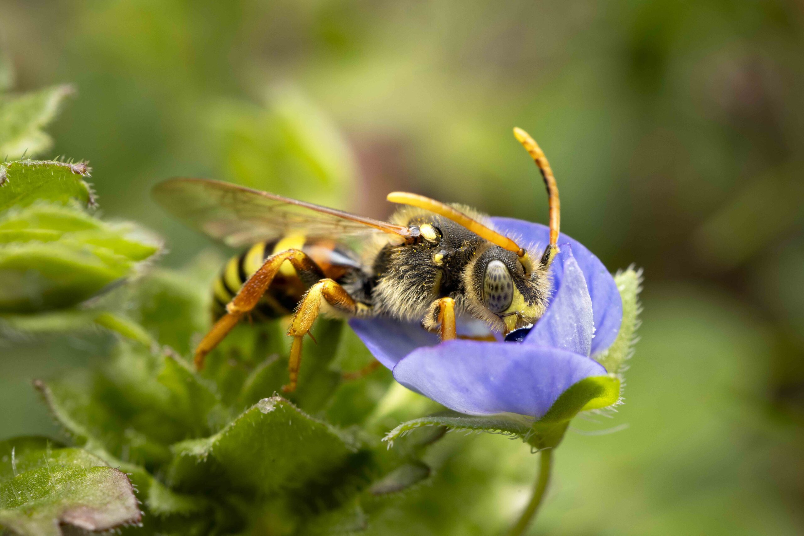 Nomada-sp.-Nature-AC