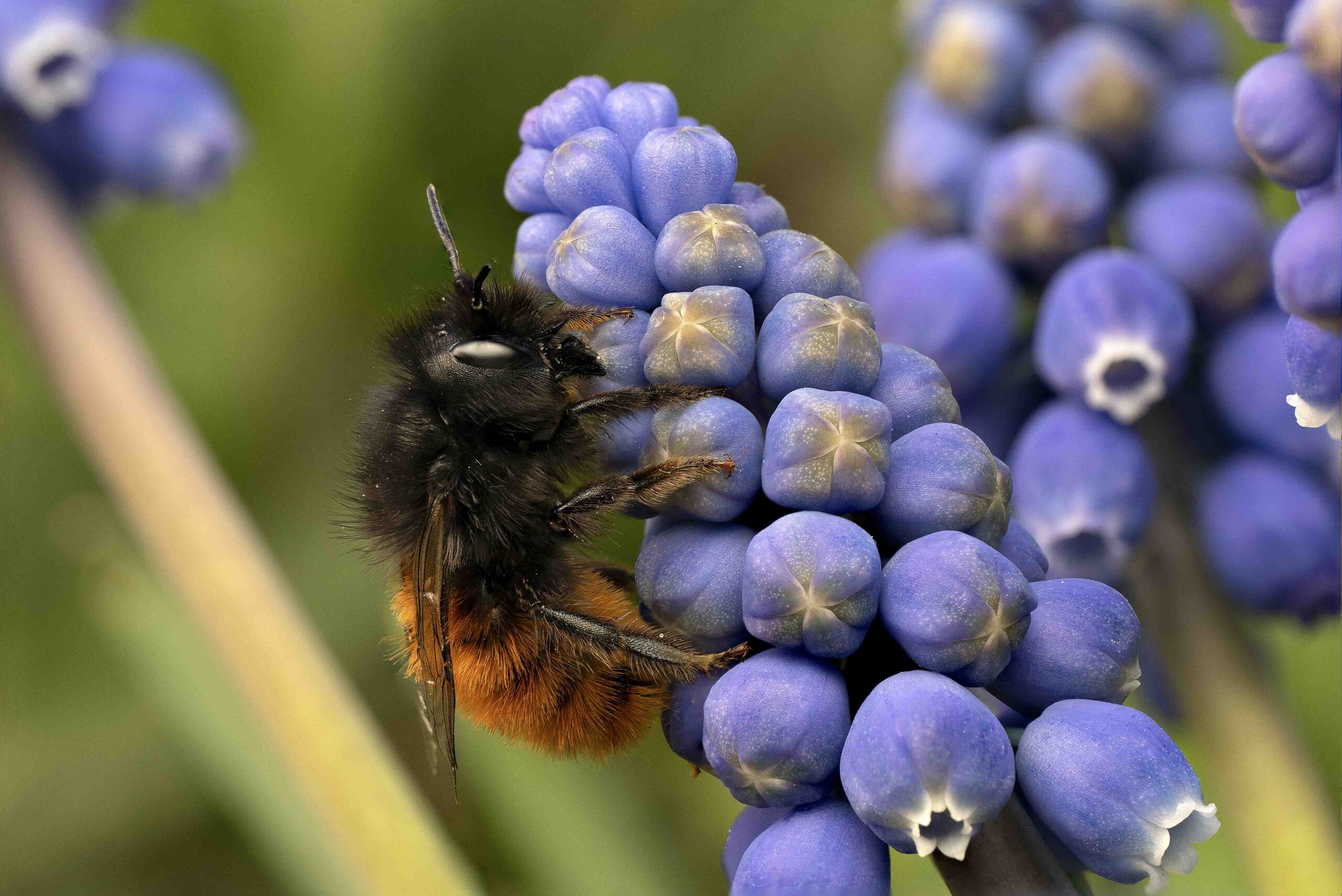 Osmia_cornuta-AntonioCruz-2025-2