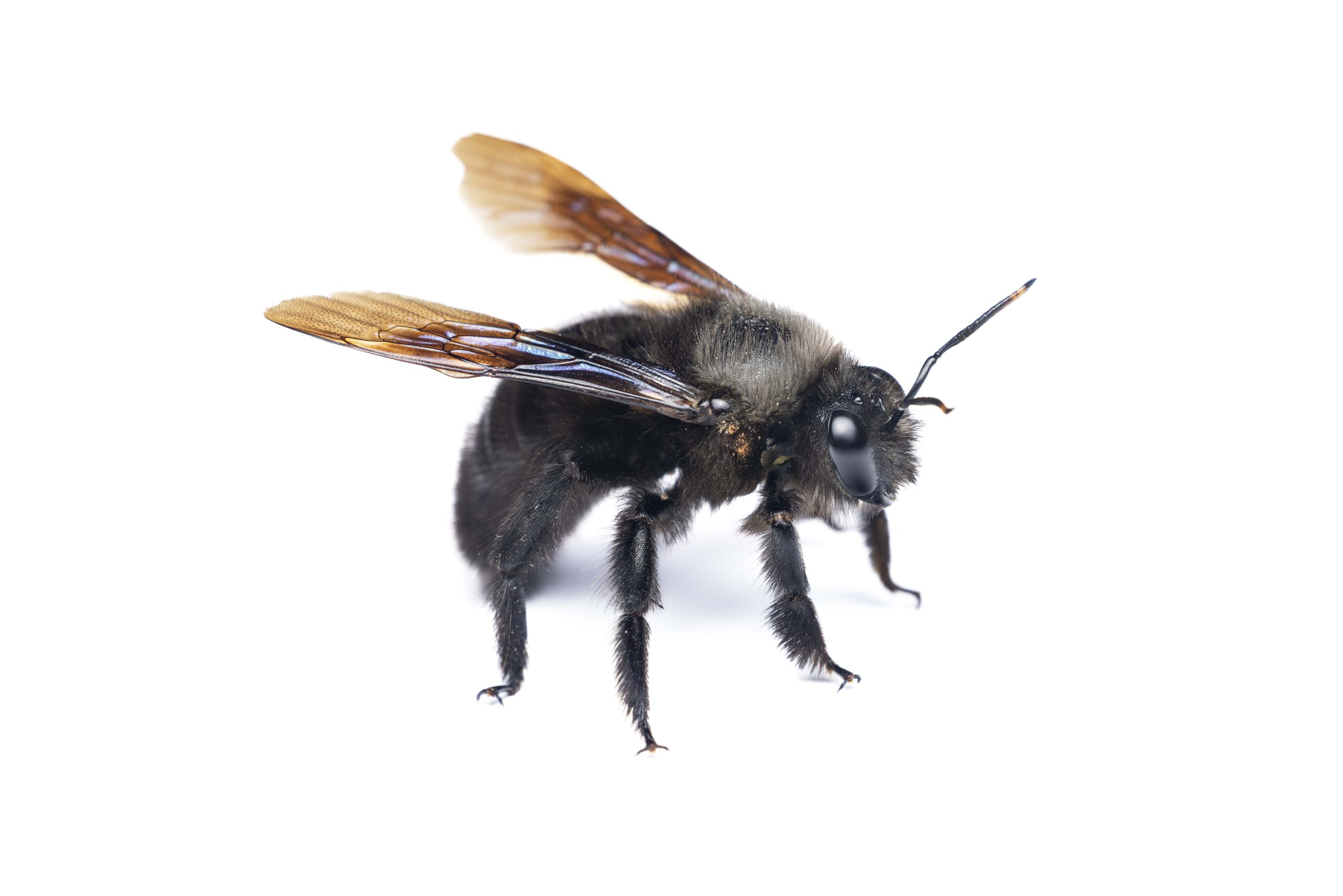 Xylocopa_violacea-Male-14052024-03-L-AC