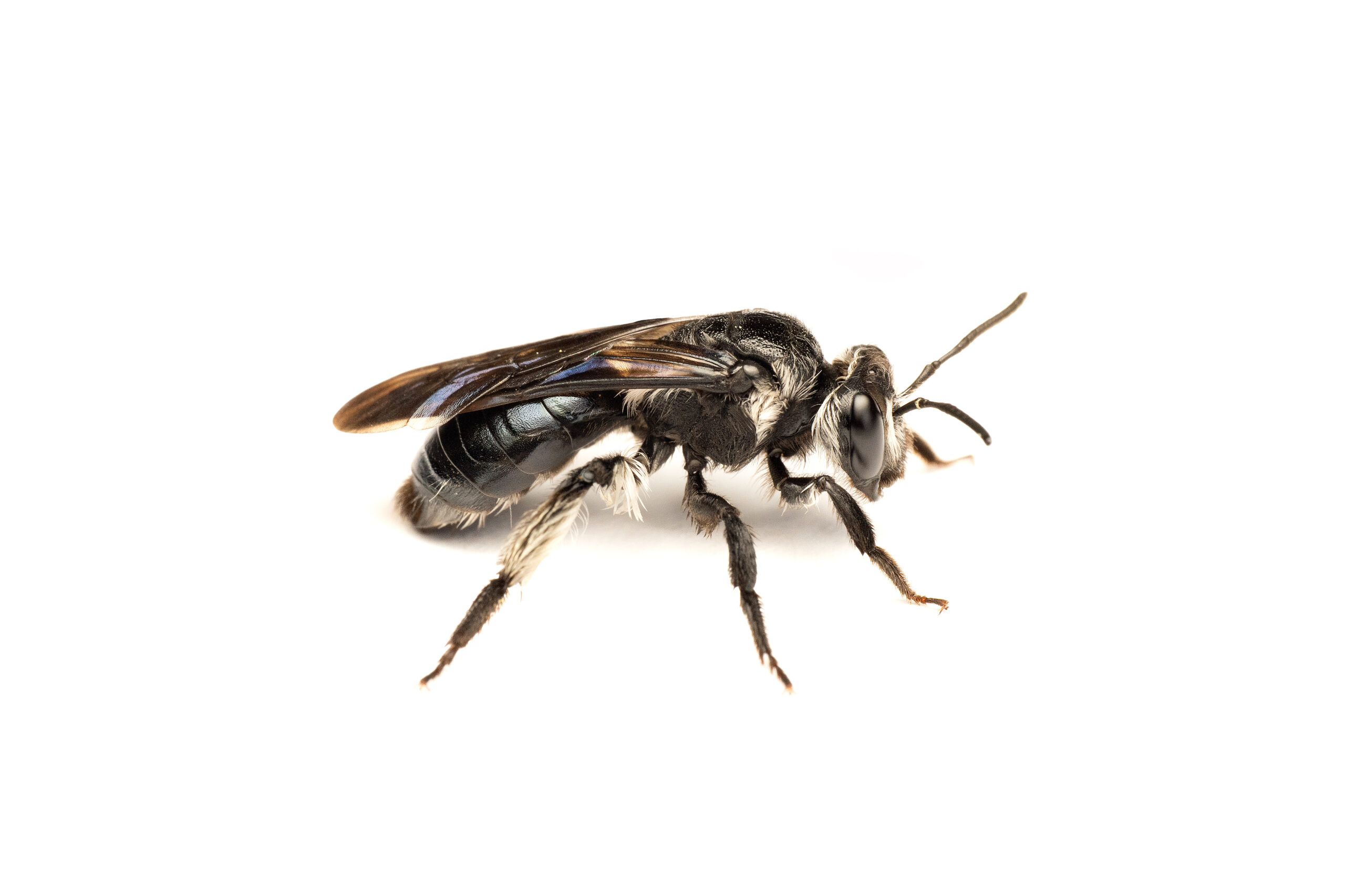 Andrena_agilissima_Female_14052026_Antonio_Diekirch
